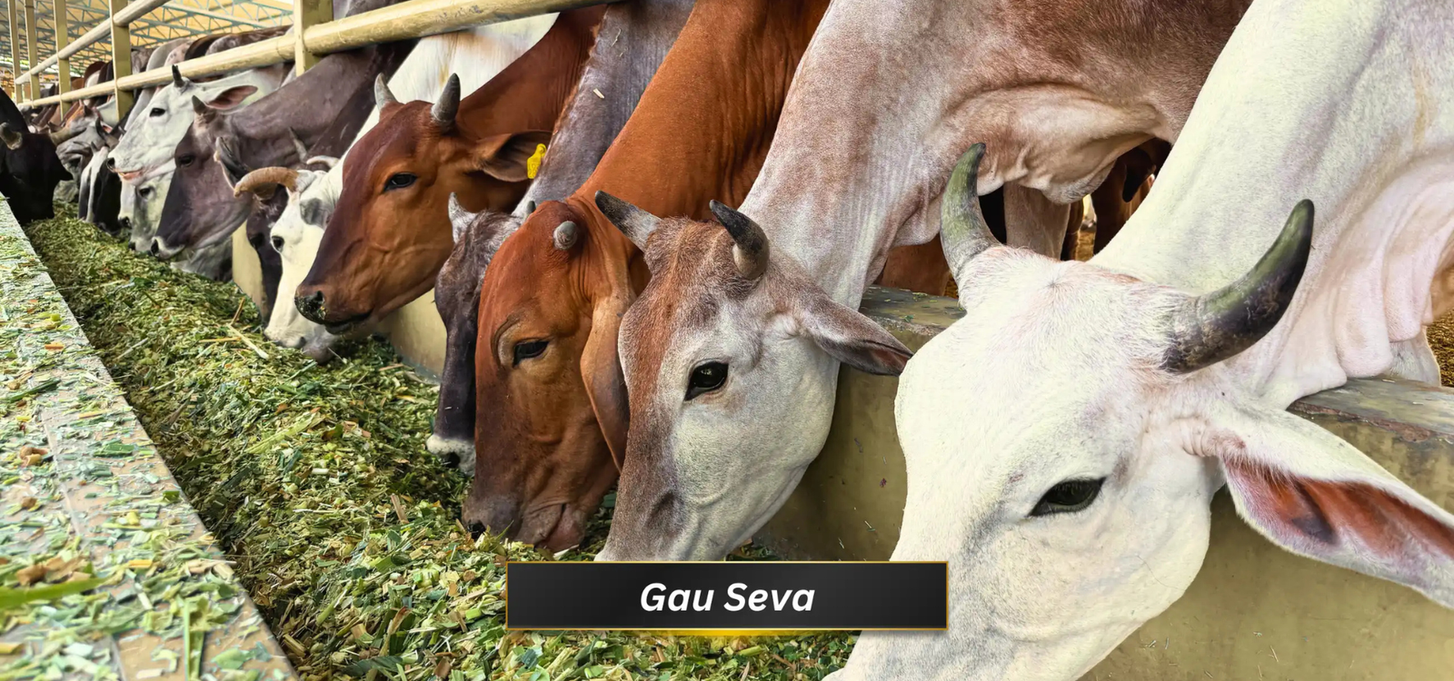 सांस्कृतिक जागरूकता और पुरानी परंपराओं को पुनर्जीवित करने का अभियान के लिए दान करें