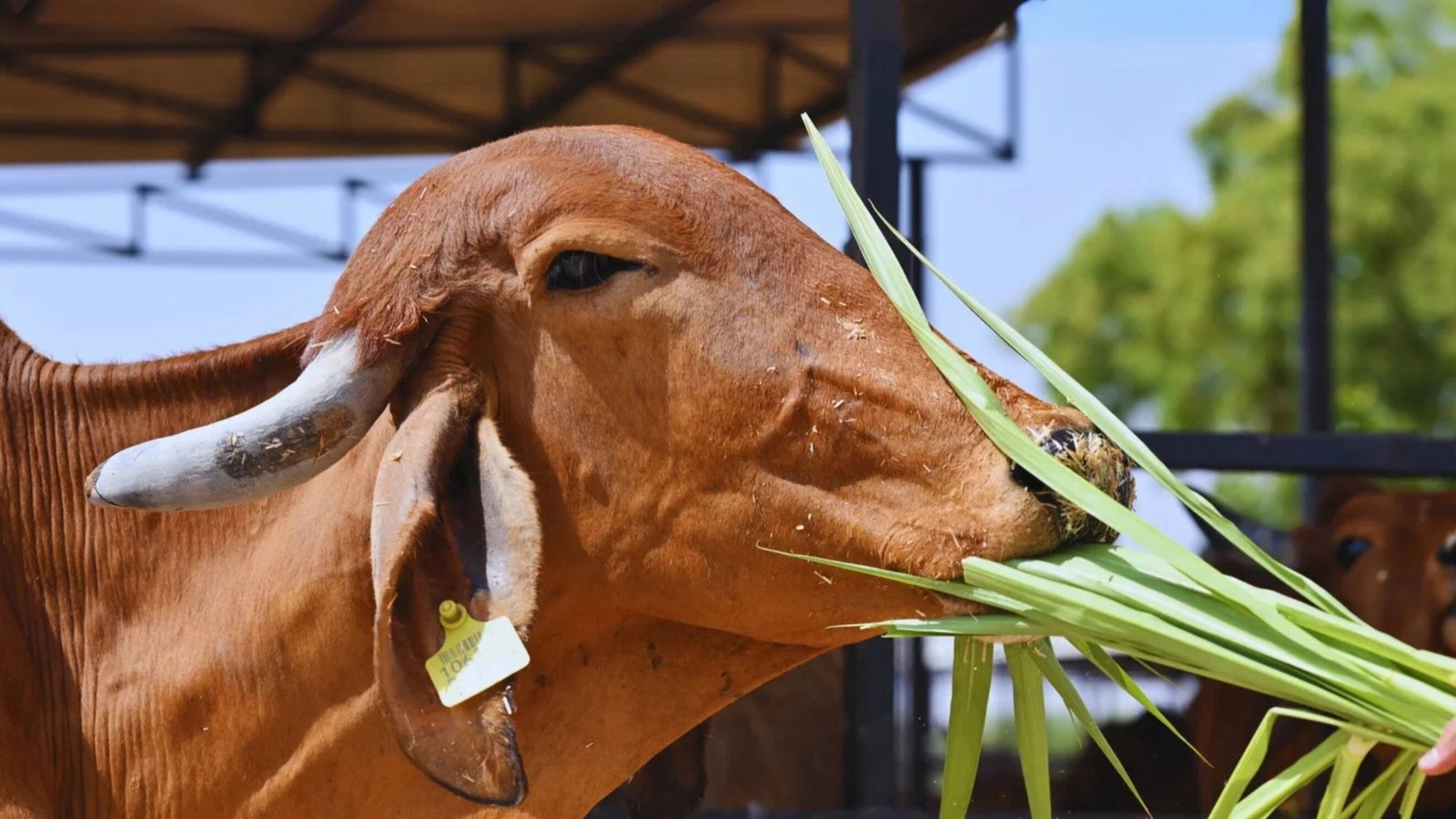 सांस्कृतिक जागरूकता और पुरानी परंपराओं को पुनर्जीवित करने का अभियान